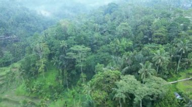 Bali 'deki Pirinç Tarlaları ve Yeşil Yaz Çiftliği manzarası. Vahşi Endonezya Dağlarının Tropik Güzelliği ve Organik Paddies Endüstrisinin Sahne Çekimi. Halk ve Çiftlik Turizmi