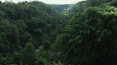 Asya 'nın Güzel Dağları' ndaki Yeşil Orman Ağaçları 'nda Hava Aracı görüntüsü. Lush Woods ve Endonezya 'nın Orman Doğası' na Yolculuk. Eski Asya Ormanlarının Görkemli Ekolojisi ve Idyllic Çevresi