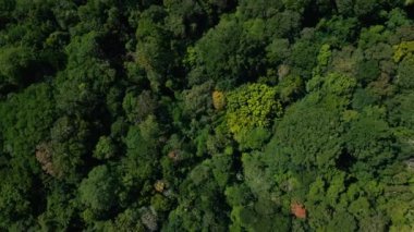 Asya 'nın Güzel Dağları' ndaki Yeşil Orman Ağaçları 'nda Hava Aracı görüntüsü. Lush Mist Woods ve Endonezya 'nın Orman Doğası' na Yolculuk. Hava Ekolojisi ve Malezya Vahşi Ormanı