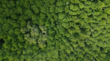 Asya 'daki inanılmaz Mangrove Yeşil Ormanı. Tropikal Orman 'ın Hava Manzarası. Ağaçların Üstündeki Yüksek Açı Yağmur Ormanları Ekosistem ve Sağlıklı Çevre Arkaplanı. Aşağı Gezegen Yeşil Ağaçlar Ormanı 4k
