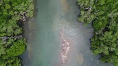 Tropikal Orman Doğası 'nın Hava Görüntüsü. Asya 'daki inanılmaz Mangrove Yeşil Ormanı. Ağaçların Üstündeki Yüksek Açı Yağmur Ormanları Ekosistem ve Sağlıklı Çevre Arkaplanı. Üstten Aşağı Doku Yeşil Ağaçlar Ormanı 4k