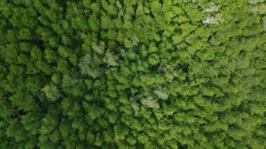 Asya 'daki hava manzaralı yeşil tropikal orman. Yüksek Angle Mangrove Ormanı. Ağaçların Üzerinde Yağmur Ormanları Ekosistem ve Sağlıklı Çevre Arkaplanı. Yeşil Ağaçlar Gezegeni 4k