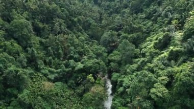 Asya 'nın Güzel Dağları' ndaki Yeşil Orman Ağaçları 'nda Hava Aracı görüntüsü. Lush Woods ve Endonezya 'nın Orman Doğası' na Yolculuk. İnanılmaz Ekoloji ve Malezya Yağmur Ormanları Idyllic Ortamı