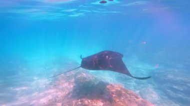 Büyük Deniz Hayvanı Manta Ray Suyun altında yüzüyor. Yavaş Hareket Eden Hint Okyanusu 'ndaki güzel Manta Ray. Temiz dalış ve Vahşi Yaşam Hayvanı Keşfetmek. Tropik Şnorkel Seyahati. Su Devi Manta Işını