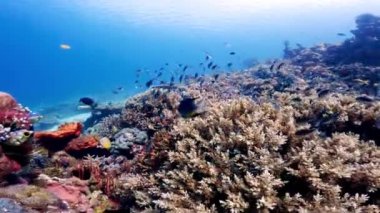 Deniz Balıklı Güzel Sualtı Renkli Tropikal Resifi. Okyanusta Vahşi Yaşam Manzarası 'nı keşfedin. Asya mercan kayalıklarında sakin deniz şnorkelleri. Parlak Canlı Biyolojik Çeşitlilik Deniz Flora ve Hayvan Derinlikleri Dünyası