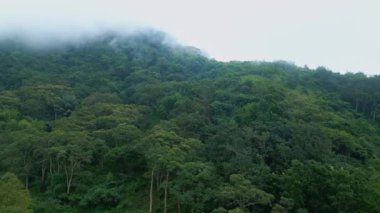 Asya 'nın Güzel Dağları' ndaki Yeşil Orman Ağaçları 'nda Hava Aracı görüntüsü. Lush Misty Woods ve Endonezya 'nın Orman Doğası' na Yolculuk. Asya Bulutlu Yağmur Ormanlarının Hava Ekolojisi ve Eski Ortamı