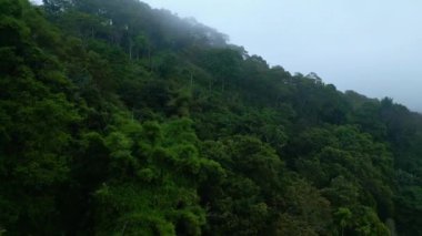 Asya 'nın Güzel Dağları' ndaki Yeşil Orman Ağaçları 'nda Hava Aracı görüntüsü. Lush Misty Woods ve Endonezya 'nın Orman Doğası' na Yolculuk. Asya Bulutlu Yağmur Ormanlarının Hava Ekolojisi ve Eski Ortamı
