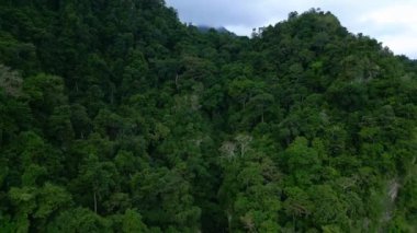 Asya 'nın Güzel Dağları' ndaki Yeşil Orman Ağaçları 'nda Hava Aracı görüntüsü. Lush Misty Woods ve Endonezya 'nın Orman Doğası' na Yolculuk. Asya Bulutlu Yağmur Ormanlarının Hava Ekolojisi ve Eski Ortamı