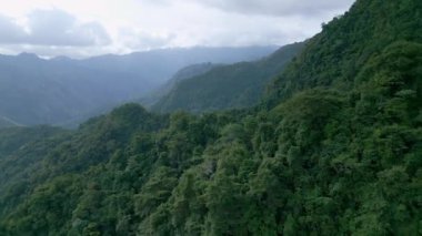 Asya 'nın Güzel Dağları' ndaki Yeşil Orman Ağaçları 'nda Hava Aracı görüntüsü. Lush Mist Woods ve Endonezya 'nın Orman Doğası' na Yolculuk. Hava Ekolojisi ve Malezya 'nın Eski Ortamı Sisli Orman