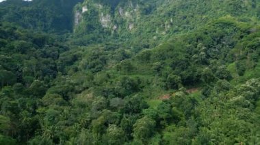 Asya 'nın Güzel Dağları' ndaki Yeşil Orman Ağaçları 'nda Hava Aracı görüntüsü. Lush Woods ve Endonezya 'nın Orman Doğası' na Yolculuk. Eski Asya Ormanlarının Görkemli Ekolojisi ve Idyllic Çevresi