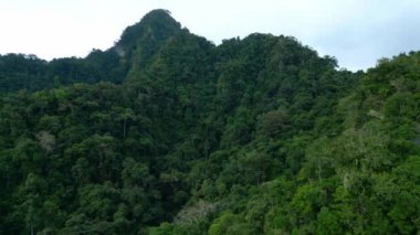 Asya 'nın Güzel Dağları' ndaki Yeşil Orman Ağaçları 'nda Hava Aracı görüntüsü. Lush Woods ve Endonezya 'nın Orman Doğası' na Yolculuk. Eski Asya Ormanlarının Görkemli Ekolojisi ve Idyllic Çevresi