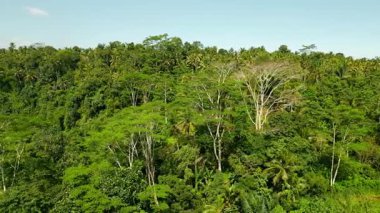 Asya 'nın Güzel Dağları' ndaki Yeşil Orman Ağaçları 'nda Hava Aracı görüntüsü. Lush Mist Woods ve Endonezya 'nın Orman Doğası' na Yolculuk. Hava Ekolojisi ve Malezya 'nın Eski Ortamı Sisli Orman