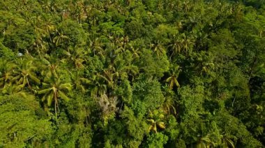 Asya 'nın Güzel Dağları' ndaki Yeşil Orman Ağaçları 'nda Hava Aracı görüntüsü. Lush Mist Woods ve Endonezya 'nın Orman Doğası' na Yolculuk. Hava Ekolojisi ve Malezya 'nın Eski Ortamı Sisli Orman
