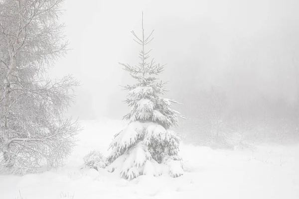 spruce tree in deep snow during winter