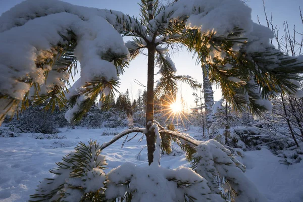 sunshine behind pine tree in winter forest in snow