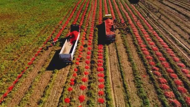 Agricoltori Mano Raccogliendo Pomodori Caricandoli Rimorchio Vista Aerea Filmati Alta — Video Stock