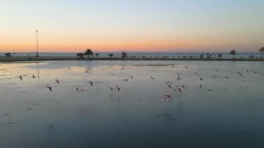 İzmir 'de uçan pembe flamingoların havadan görüntüsü. Yüksek kalite 4k görüntü