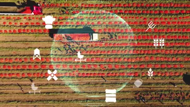 Mezőgazdaság Intelligens Gazdálkodási Technológia Ipar Cukornád Betakarításának Ültetésének Koncepciója Technológiával — Stock videók