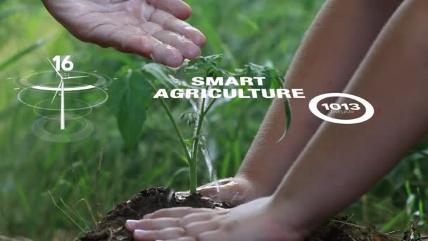 作物の成長と収穫の品質を制御するための人工知能による未来的なセンサーデータ収集管理によるスマートデジタル農業技術 コンピュータ支援型プランテーションの概念は — ストック動画