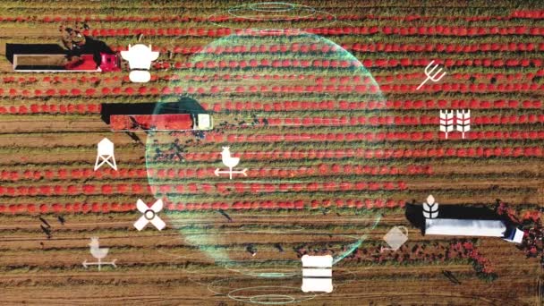 农业技术概念 阿格里奇环境技术 可持续发展目标 高质量的4K镜头 — 图库视频影像