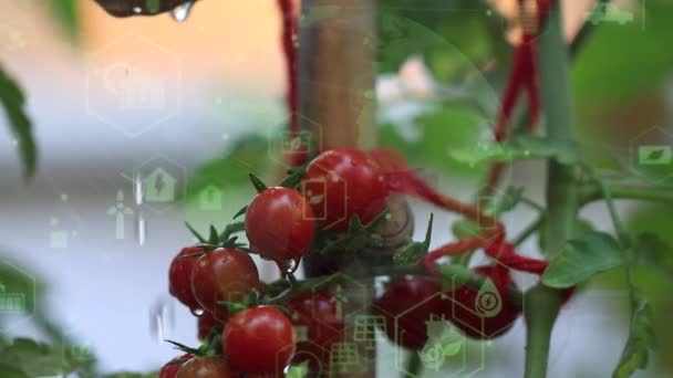 Tomates Una Rama Montón Tomates Mojados Salpicados Con Agua Cosecha — Vídeo de stock