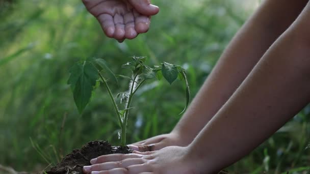2人の子供が手で緑色の芽を出します 土壌中の緑の苗 農業の概念 水が落ち 若い芽の生活 肥沃な土壌で発芽した種子 農家の手の水の若い苗 — ストック動画