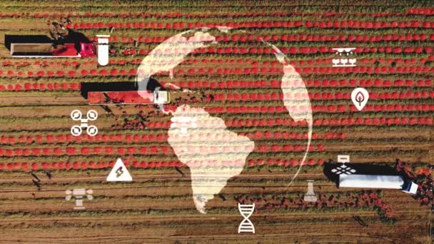 Mezőgazdaság Intelligens Gazdálkodási Technológia Ipar Cukornád Betakarításának Ültetésének Koncepciója Technológiával — Stock videók