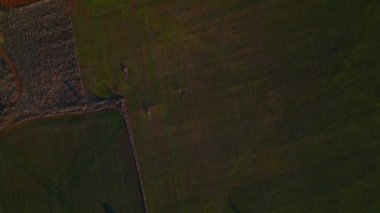 Drone flying over a field during sunset. Drone flies over green agriculture field. Beautiful summer landscape of a field. Top view to the green farm cornfield. High quality 4k footage