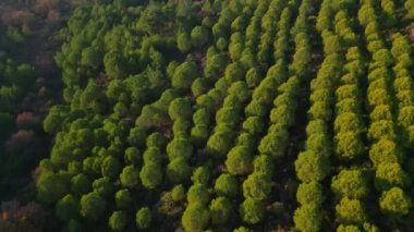 Yeşil orman hava manzarası ve çevresel teknoloji kavramı. Yeşil teknoloji. Ekoloji. Yeşil dönüşüm. GX. SDG 'ler. Yüksek kalite 4k görüntü