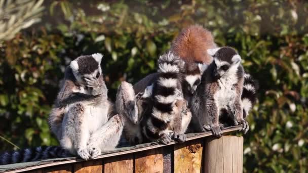 여우원숭이 Lemur Catta 테두리때문에 알려진 여우원숭이이며 여우원숭이들처럼 마다가스카르 토착종이다 — 비디오