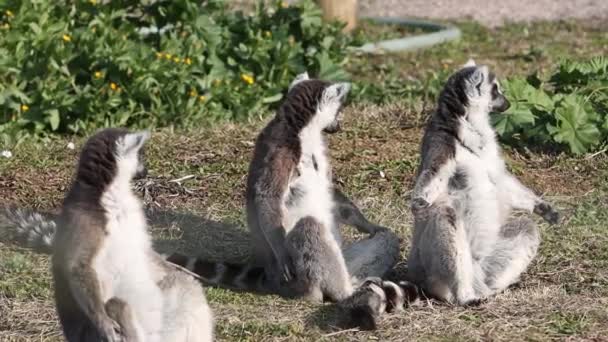 Lémurien Queue Cerclée Lemur Catta Est Grand Primate Strepsirrhinien Lémurien — Video