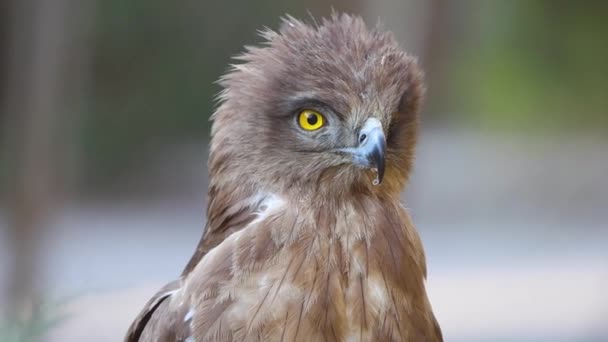 Primer Plano Hermoso Águila Zoológico Imágenes Alta Calidad — Vídeos de Stock
