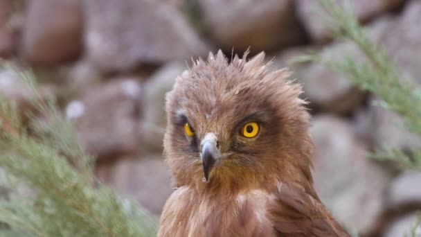Közelkép Egy Gyönyörű Sasról Állatkertben Kiváló Minőségű Felvételek — Stock videók