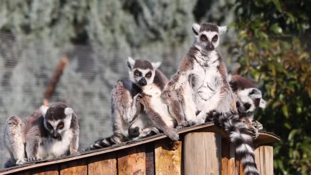 Λεμούριος Την Ουρά Του Δαχτυλιδιού Lemur Catta Είναι Ένα Μεγάλο — Αρχείο Βίντεο