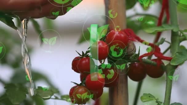 Pomidory Gałęzi Mokre Pomidory Posypane Wodą Zbiory Pomidorów Koncepcja Ogrodnictwa — Wideo stockowe
