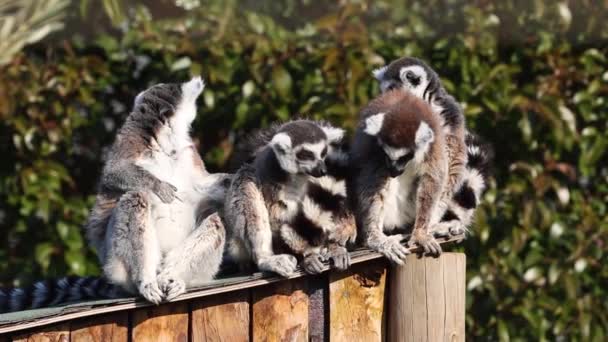 Gyűrűsfarkú Makimajom Lemur Catta Egy Nagy Sztrepirrin Főemlős Hosszú Fekete — Stock videók