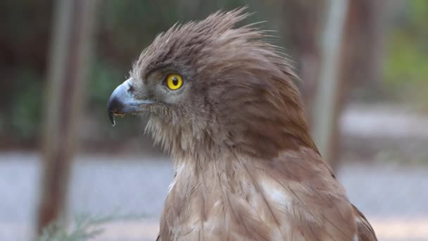 Imagini Aproape Vultur Frumos Grădina Zoologică Imagini Înaltă Calitate — Videoclip de stoc
