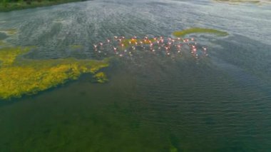 Gölde pembe flamingolar. Pembe flamingo sürüsü güzel bir manzaranın arka planına karşı. Vahşi yaşam video çekimi. Yüksek kalite 4k görüntü