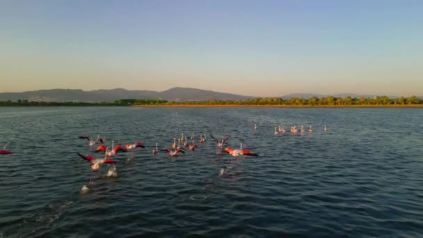 Pink Flamingos Lake Flock Pink Flamingos Backdrop Beautiful Landscape Wildlife — Stockvideo