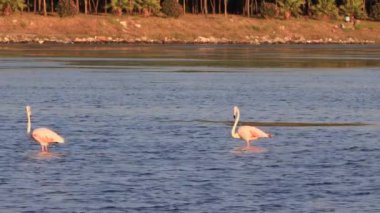 Gölde pembe flamingolar. Pembe flamingo sürüsü güzel bir manzaranın arka planına karşı. Vahşi yaşam video çekimi. Yüksek kalite 4k görüntü