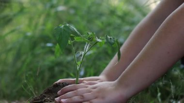 Eller toprağa güzel bir tohum ekiyor. Yerleştirmenin yakın çekimi. Ekoloji konsepti. Yeni hayat konsepti. Yüksek kaliteli FullHD görüntüler