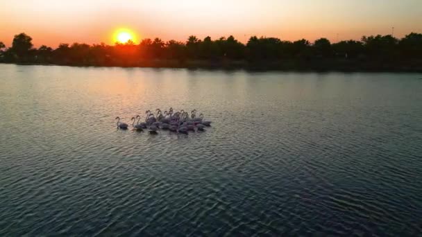 Pink Flamingos Lake Flock Pink Flamingos Backdrop Beautiful Landscape Wildlife — стоковое видео