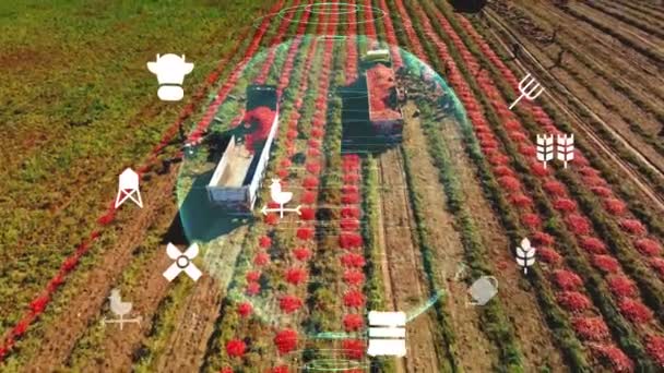 Agricultura Tecnología Agrícola Inteligente Industria Concepto Cosecha Siembra Caña Azúcar — Vídeos de Stock