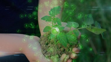 Genç meşe ağacının fidanını tutarken ellerinizi kapatın. Palmiyeler toprağı sarıyor küçük bir ağaç. Bulanık yeşil arka plan, siyah gömlek. Konsept doğa koruma, Dünya koruma, yeniden ağaçlandırma. Yüksek