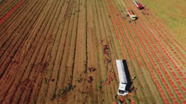 Çiftlik işçileri domates topluyor ve römorka yüklüyorlar, Aerial view 'e. Yüksek kalite 4k görüntü