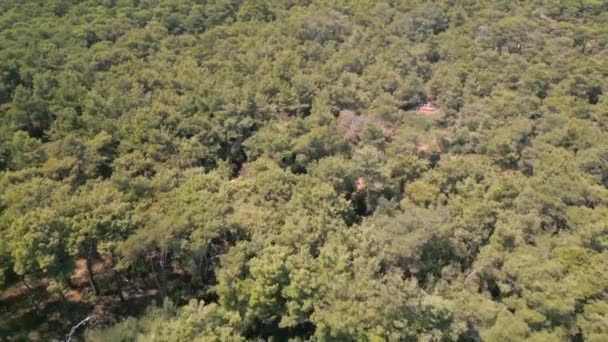 Voando Sobre Árvores Verdes Floresta Tiro Aéreo Imagens Alta Qualidade — Vídeo de Stock