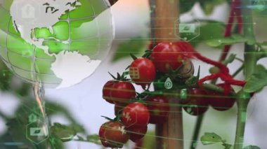 Daldaki domatesler. Üzerine su serpilmiş bir avuç ıslak domates. Domates hasadı. Bahçe işleri konsepti. Detoks diyeti taze domates. Bahçede organik ürün, tarım, tarım. Yüksek kalite