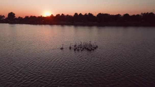 Pink Flamingos Lake Flock Pink Flamingos Backdrop Beautiful Landscape Wildlife — Video Stock