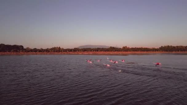 Pink Flamingos Lake Flock Pink Flamingos Backdrop Beautiful Landscape Wildlife — ストック動画