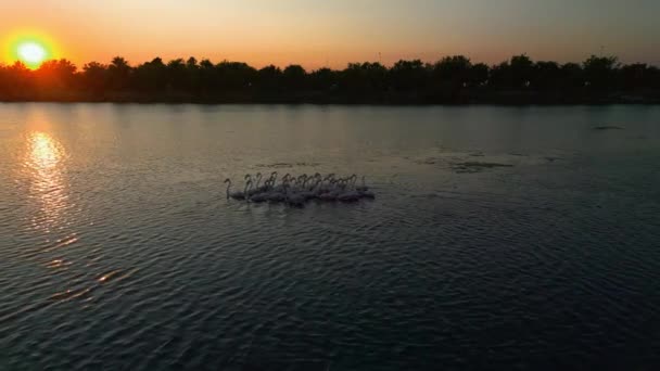 Pink Flamingos Lake Flock Pink Flamingos Backdrop Beautiful Landscape Wildlife — Video Stock